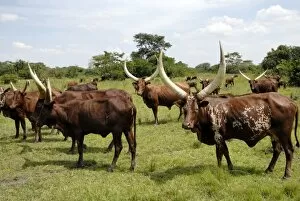 Images Dated 5th December 2007: Ankole cows, Uganda, East Africa, Africa