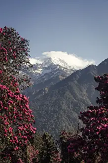 Nepal Prints: Annapurna South, 7219m, framed by blossoming rhododendron trees (Rhododendron arboreum)