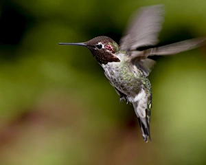 Images Dated 5th March 2009: Annas hummingbird (Calypte anna) hovering, near Saanich, British Columbia