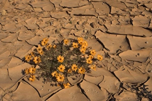Annual Prints: Annual spring wild daisies growing in arid habitat