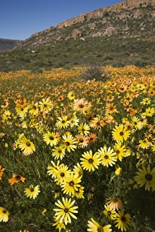 Images Dated 19th January 2000: Annual spring wildlflower carpets