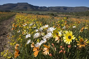 Images Dated 19th January 2000: Annual spring wildlflower carpets