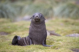 Fur Seal Prints: Antarctic fur seal