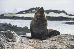 Antarctic fur seal (Arctocephalus gazella), Gourdin Island, Antarctica, Polar Regions