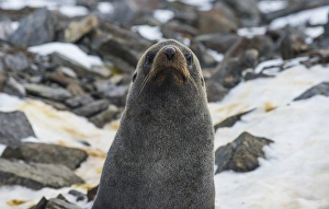 Antarctic fur seal (Arctocephalus gazella), Coronation Island, South Orkney Islands
