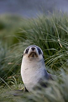 Images Dated 23rd February 2009: Antarctic fur seal (Arctocephalus gazella), Husvik Island, Antarctic, Polar Regions