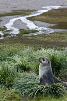 Images Dated 23rd February 2009: Antarctic fur seal (Arctocephalus gazella), Husvik Island, Antarctic, Polar Regions