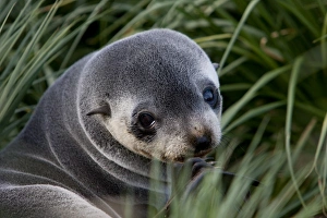 Images Dated 23rd February 2009: Antarctic fur seal (Arctocephalus gazella), Husvik Island, Antarctic, Polar Regions