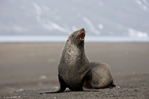 Images Dated 18th February 2009: Antarctic fur seal (Arctocephalus gazella), Deception Island, South Shetlands