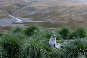 Images Dated 23rd February 2009: Antarctic fur seal (Arctocephalus gazella), Husvik Island, Antarctic, Polar Regions