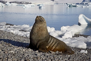 Fur Seal Prints: Antarctic fur seal (Arctocephalus gazella) on the beach, Paulete Island