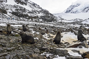 Antarctic fur seal (Arctocephalus gazella) colony, Coronation Island, South Orkney Islands
