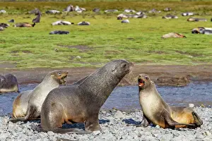 Animal Kingdom Prints: Antarctic fur seal male and female (Arctocephalus gazella) at Stromness Bay on South Georgia
