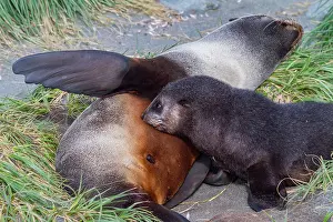 Bond Prints: Antarctic fur seal mother nurses her pup on South Georgia Island in the Southern Ocean during the breeding season