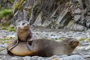Bond Prints: Antarctic fur seal mother and pup bond on South Georgia Island near rocky shore