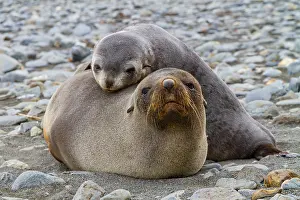 Baby Prints: Antarctic fur seal mother and pup resting together on South Georgia Island in the Southern Ocean during daylight hours