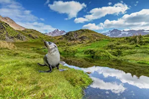 Wildlife Conservation Prints: Antarctic fur seal pup (Arctocephalus gazella) near the abandoned whaling station at Stromness Bay on South Georgia