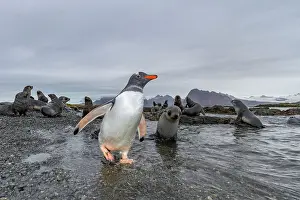 Island Wildlife Prints: Antarctic fur seal pup (Arctocephalus gazella) on Prion Island in the Bay of Isles on South Georgia