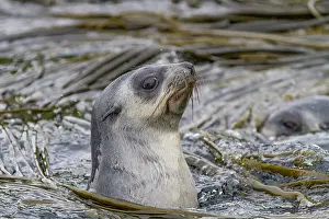 Wildlife Protection Prints: Antarctic fur seal pup (Arctocephalus gazella) on Prion Island in the Bay of Isles on South Georgia