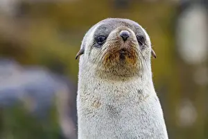 Ecological Diversity Prints: Antarctic fur seal pup (Arctocephalus gazella) on Prion Island in the Bay of Isles on South Georgia