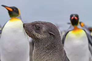 Salisbury Prints: Antarctic fur seal pup (Arctocephalus gazella) on Salisbury Plain on South Georgia