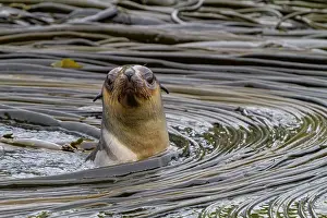 Saltwater Prints: Antarctic fur seal pup plays in kelp on South Georgia Island during its early days in the Southern Ocean