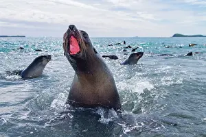 Playful Prints: Antarctic fur seal pup plays in the water of South Georgia Island