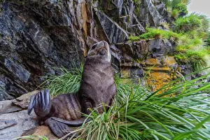 Balance Prints: Antarctic fur seal pup resting in tussac grass on snowy South Georgia Island
