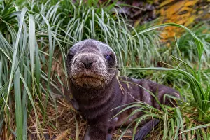 Grasslands Prints: Antarctic fur seal pup rests among tussac grass in snow on South Georgia Island in Southern Ocean during a cold day