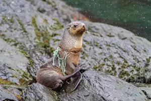 Nets Prints: Antarctic fur seal pup tangled in fishing gear on a rocky shore in South Georgia Island