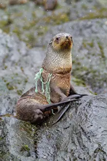 Awareness Prints: Antarctic fur seal pup tangled in fishing gear on rocky shoreline in South Georgia Island
