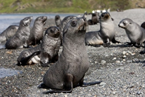 Images Dated 23rd February 2009: Antarctic fur seal pups (Arctocephalus gazella), Husvik Island, Antarctic, Polar Regions