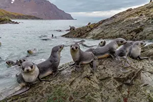 Marine Conservation Prints: Antarctic fur seal pups (Arctocephalus gazella) playing in Fortuna Bay on South Georgia