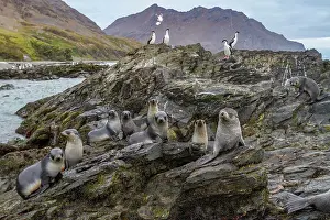 Outdoor Exploration Prints: Antarctic fur seal pups (Arctocephalus gazella) playing in Fortuna Bay on South Georgia