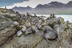 Scenic Landscape Prints: Antarctic fur seal pups (Arctocephalus gazella) playing in Fortuna Bay on South Georgia