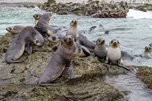 Nature Lovers Prints: Antarctic fur seal pups (Arctocephalus gazella) playing in Fortuna Bay on South Georgia
