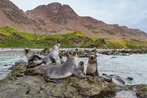 Animal Behavior Prints: Antarctic fur seal pups (Arctocephalus gazella) playing in Fortuna Bay on South Georgia