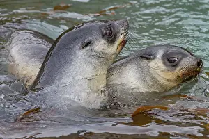 Nature Lovers Prints: Antarctic fur seal pups (Arctocephalus gazella) playing in Fortuna Bay on South Georgia