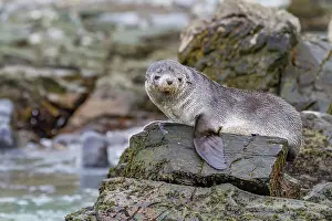 Island Wildlife Prints: Antarctic fur seal pups (Arctocephalus gazella) playing in Fortuna Bay on South Georgia