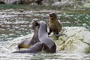 Colony Prints: Antarctic fur seal pups play on rocks in the South Orkney Islands in Antarctica during a sunny day in the Southern