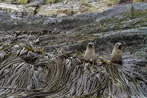 Playful Prints: Antarctic fur seal pups play on a rocky point surrounded by seaweed on a snowy South Georgia Island