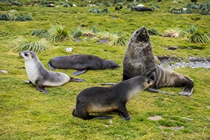 Antarctic fur seals (Arctocephalus gazella), Grytviken, South Georgia, Antarctica