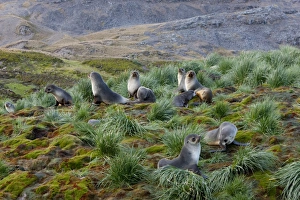 Images Dated 23rd February 2009: Antarctic fur seals (Arctocephalus gazella), Husvik Island, Antarctic, Polar Regions