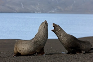 Images Dated 18th February 2009: Antarctic fur seals (Arctocephalus gazella), Deception Island, South Shetlands