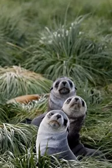 Antarctic fur seals (Arctocephalus gazella), Husvik Island, Antarctic, Polar Regions