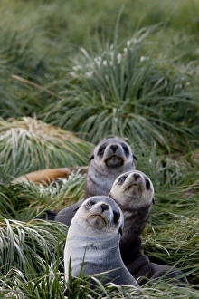 Images Dated 23rd February 2009: Antarctic fur seals (Arctocephalus gazella), Husvik Island, Antarctic, Polar Regions