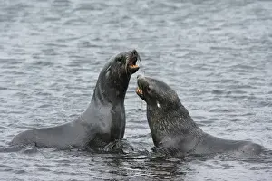 Wild Animals Prints: Two Antarctic fur seals (Arctocephalus gazella) fighting, Deception Island, Antarctica
