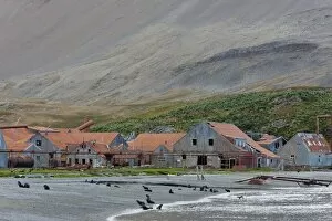 Images Dated 23rd February 2009: Antarctic Fur Seals in front of the old Whaling Station, Husvik Island