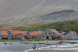 Images Dated 23rd February 2009: Antarctic Fur Seals in front of the old Whaling Station, Husvik Island