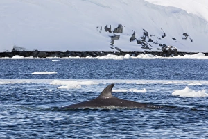 Whale Prints: Antarctic Minke whale (Balaenoptera bonaerensis)